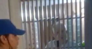 MARACAIBO: Dos sancionador por cortar dos búcaros y lanzarlos en la avenida Fuerzas Armadas
