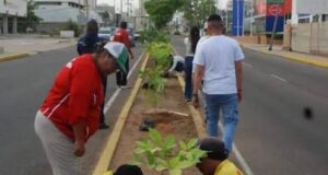 Maracaibo impulsa nueva ordenanza para fortalecer la arborización urbana con enfoque ambiental