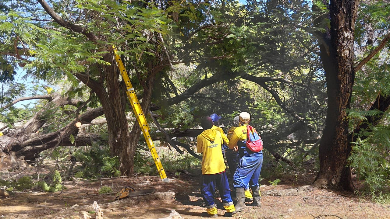 IMA ha recogido 40 árboles caídos tras el paso de la onda tropical que azotó Maracaibo
